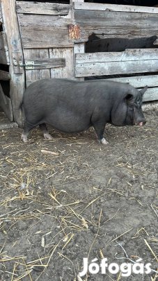 Hízott Vietnámi sertés eladó