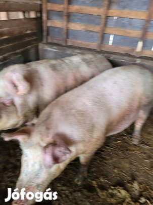 Hízott  kocák eladó !