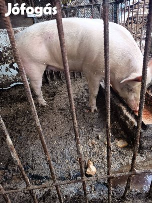 Hízott disznó eladó