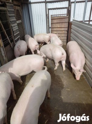 Hizzók, süldők eladók