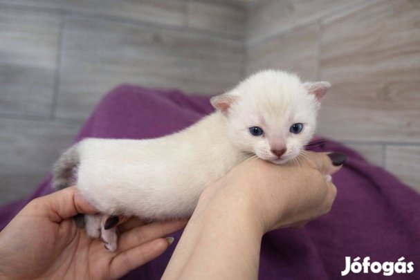 Hó rozettás bengáli kislány