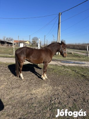 Hobbi kanca ló eladó 