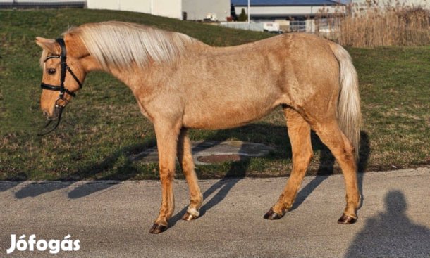 Hobby kis ló Hobby verseny