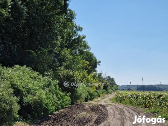 Hódmezővásárhelyi 39788 nm-es telek eladó
