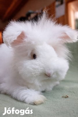 Hófehér, kék szemű angol angóra nyuszi ?