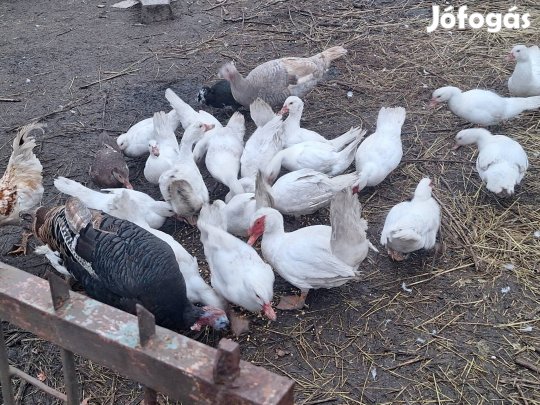 Hófehér némakacsák.