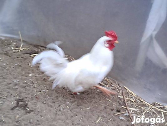 Hófehér rózsatarajú japán kakas eladó
