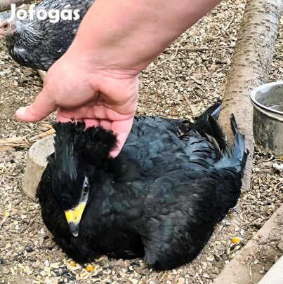 Hokkó kakas kapható, Crax fasciolata male for sale,