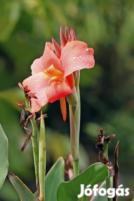 Holland Canna, Kána - 10 Féle Prémium Növény