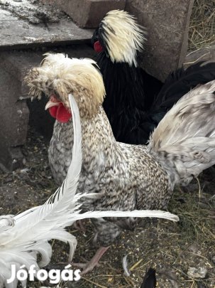 Holland bóbitás kakas