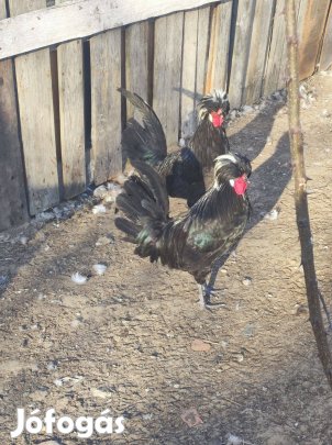 Holland bóbitás kakasok