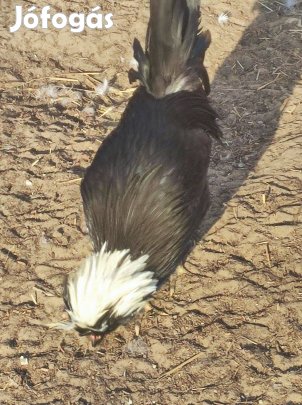 Holland bóbitás kakasok