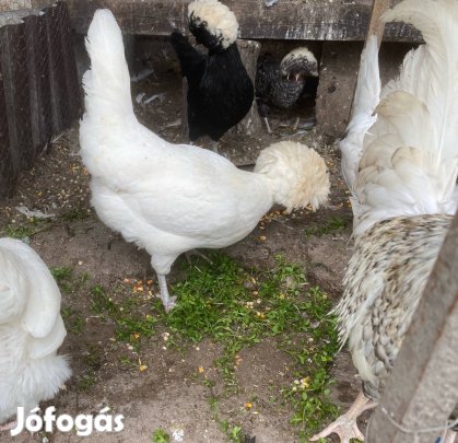 Holland bóbitás tojás