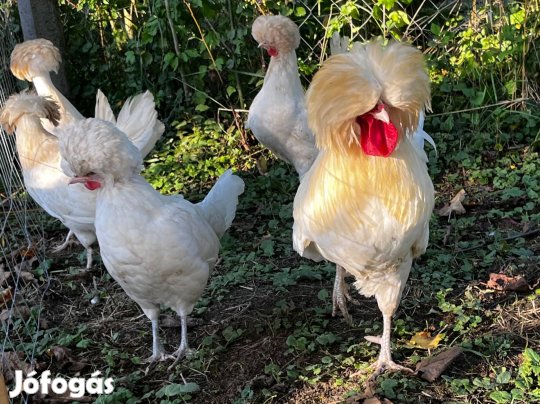 Holland bóbitás tojás