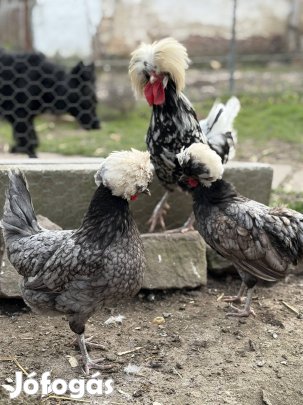 Holland bóbitás tojás l