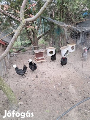 Holland bóbitás tojások