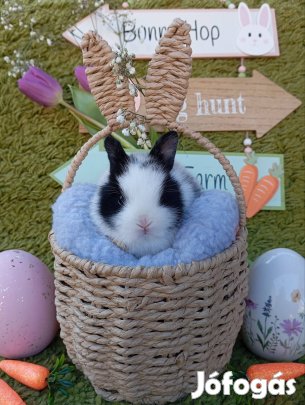 Holland és hotot törpenyuszi, törpenyúl, nyuszi, nyúl 