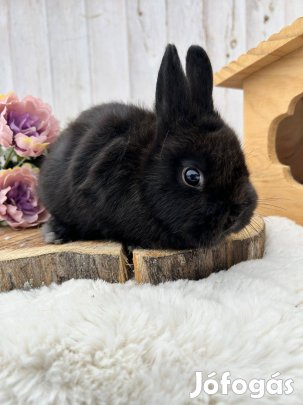 Holland törpe, színes törpenyuszi, törpenyúl tenyészetből