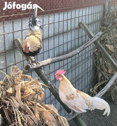 Holland törpe kakasok 