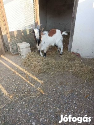 Holland törpe kan kecske !