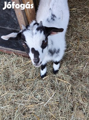 Holland törpe kecske