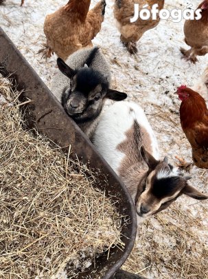 Holland törpe kecske 