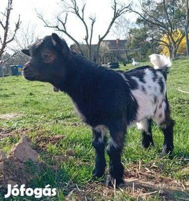 Holland törpe kecske gida