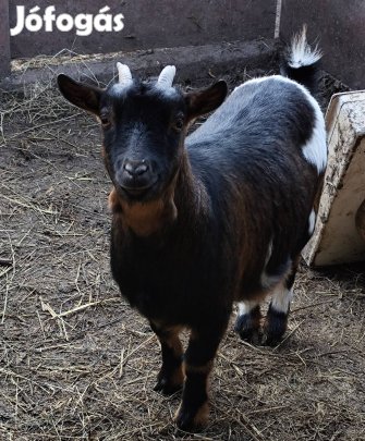 Holland törpe kecske hasas