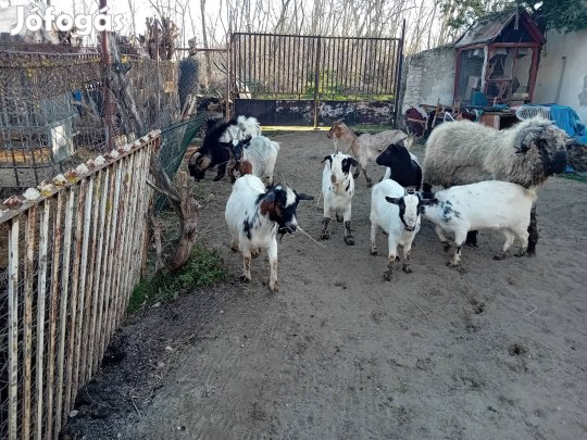 Holland törpe kecskek