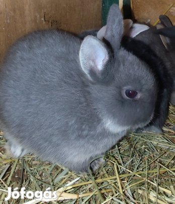 Holland törpe kis nyuszik, törpenyúl 