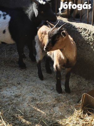 Holland törpe nőstény kecske 