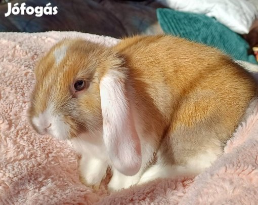 Holland törpe nyúl