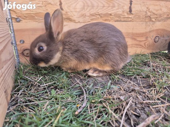 Holland törpe nyúl