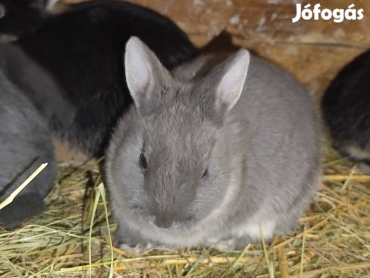 Holland törpe nyuszik 