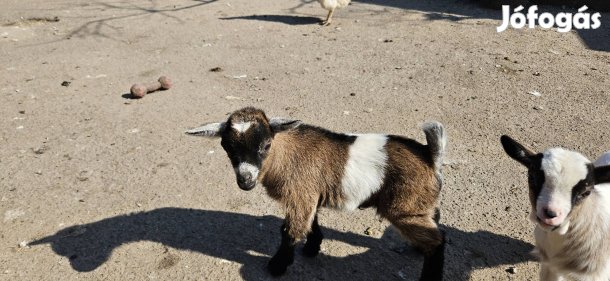Holland törpe szarvtalanított bak kiskecske április végén vihető!