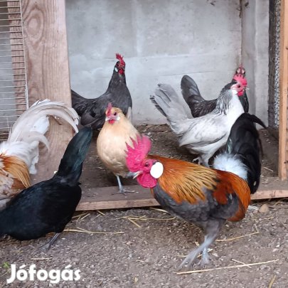 Holland törpe tenyésztojás eladó