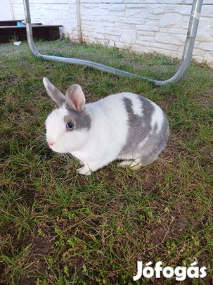 Holland törpenyúl, törpenyuszi