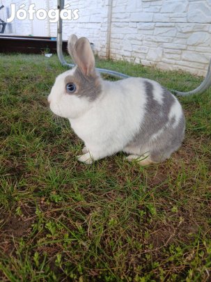 Holland törpenyúl, törpenyuszi, nőstény