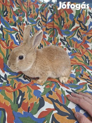 Holland törpenyúl eladó!