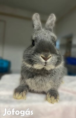 Holland tőrpenyuszi színes törpenyúl nyuszi