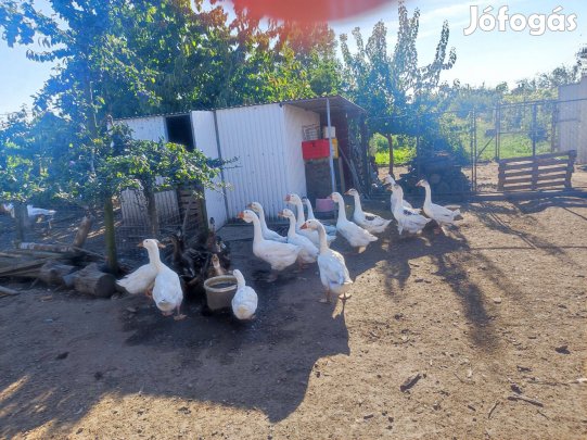 Holmogori liba tojás