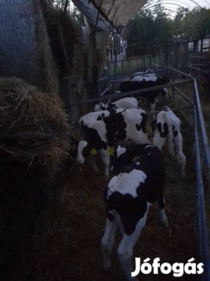 Holstefríz bika borjak.