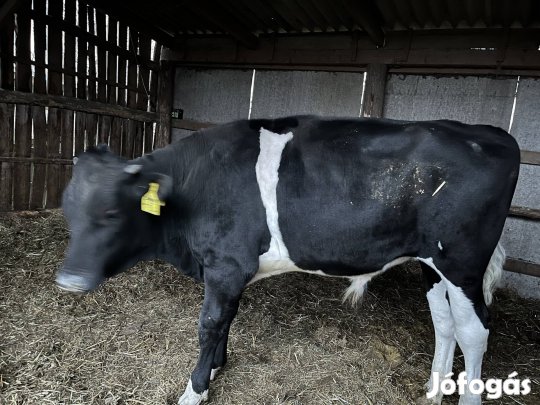 Holstein bika
