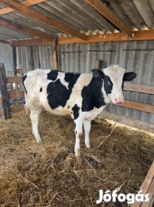 Holstein friz bika borjú