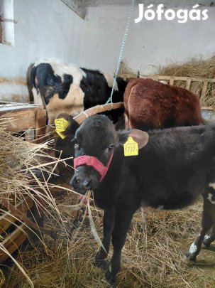 Holstein-frizz x Jersei üsző