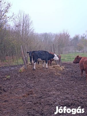 Holstein szarvasmarha 