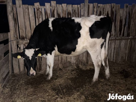 Holtsein Fritz előhasú