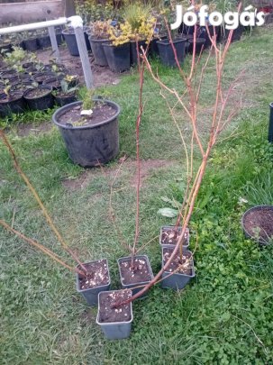 Hólyagvessző Diable dOr