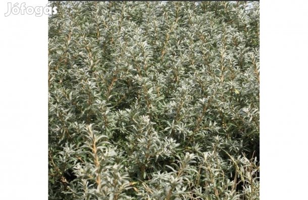 Homoktövis Hippophae rhamnoides