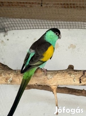 Hooded papagáj, papagájok